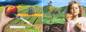 Food Collage