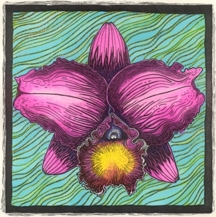 Cattleya Scratchboard Illustration