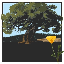 McGuire Oak Illustration