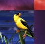 Goldfinch Glen Collage