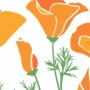 Rogers' Poppies