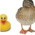 Fudge Duck Postcard